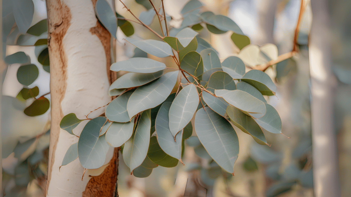 Cómo Cuidar Eucaliptos Guía Completa para un Jardín Saludable y Aromático - Agroideas Online