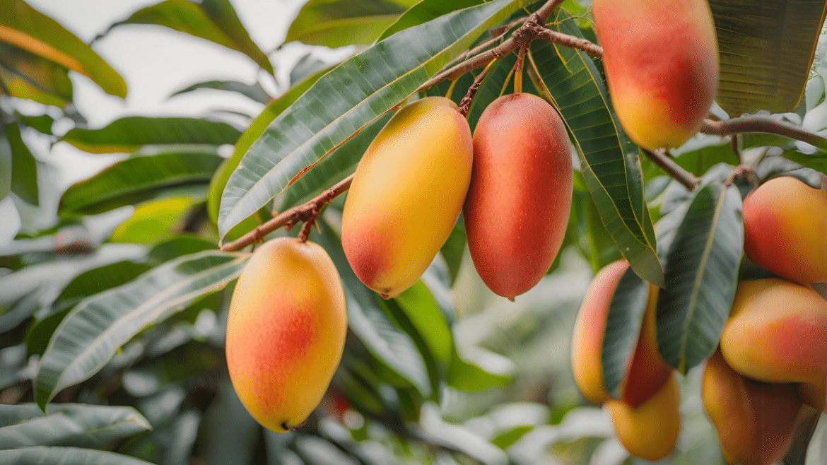Cómo Cultivar Mangos Guía Completa para un Huerto Exitoso - Agroideas Online