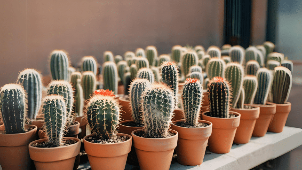 Guía Completa sobre la Propagación y Mantenimiento de Cactáceas - Agroideas Online